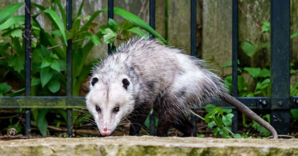 Professional Wildlife Control Services