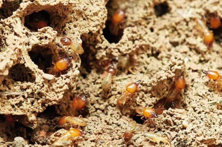 Drywood vs Subterranean Termites