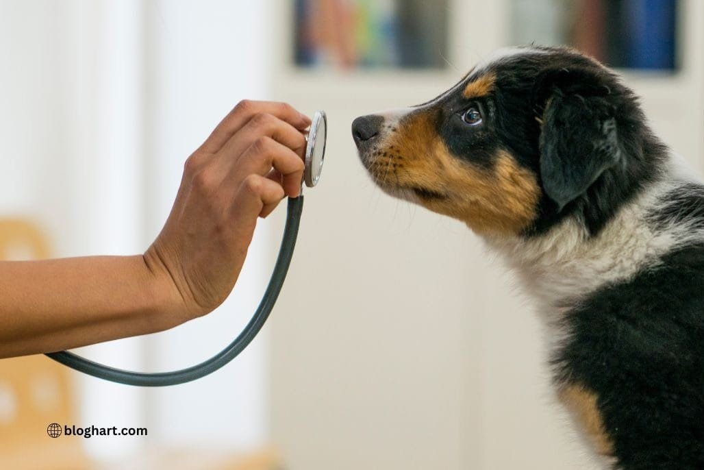 Top 8 Reasons Pets Need Emergency Veterinary Care and How Florida Clinics Can Help
