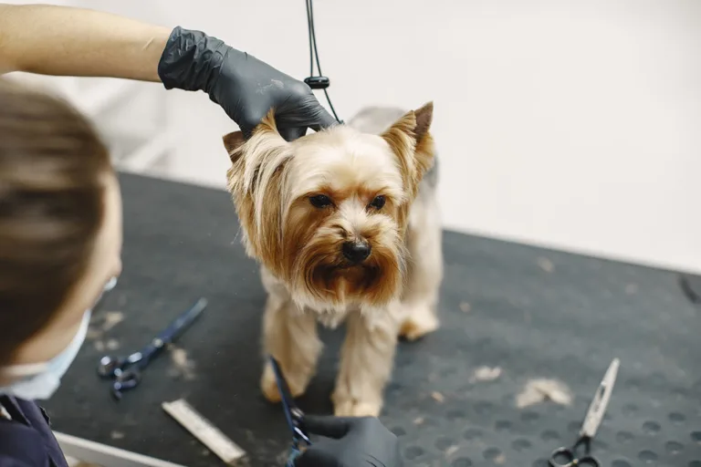 8 Benefits of Regular Grooming for Dogs and Cats